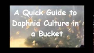 How to culture daphnia outside [upl. by Loziram]