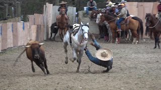 coleadero en el lienzo charro el zacatecano 03202021 [upl. by Ronyam957]