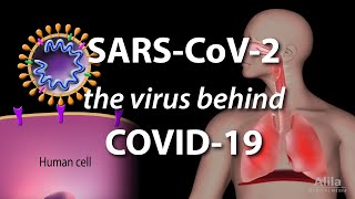 Understanding the Virus that Causes COVID19 Animation [upl. by Eran]