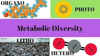 Heterotrophs Autotrophs Phototrophs and Chemotrophs [upl. by Ellesig]