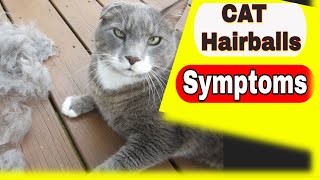 Cat Hairballs  Cat Hairballs Symptoms and Treatment [upl. by Esenahs366]