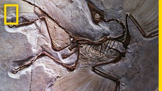 Fossils 101  National Geographic [upl. by Narahs263]