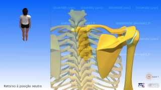 Escápula Movimentos da escápula [upl. by Fortin]