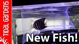 Acclimating Saltwater Fish and Inverts [upl. by Eidnalem459]