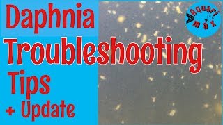 How to a Troubleshoot a Daphnia Culture [upl. by Stevana240]