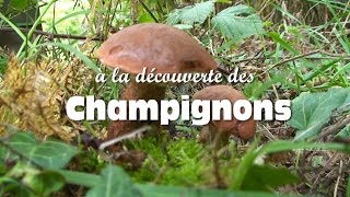 Les champignons comestibles [upl. by Mcclish249]