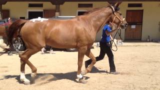 20 Hind limb lameness [upl. by Eelek]