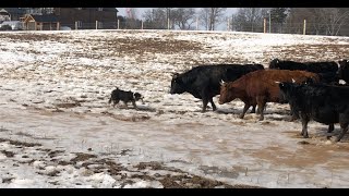 Border Collie Herding Stubborn Cattle [upl. by Nivla]