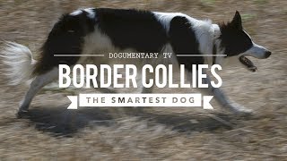 BORDER COLLIE THE WORLDS SMARTEST DOGS [upl. by Edward]