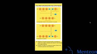 Synthesis and Breakdown of Polymers [upl. by Ynnohj]