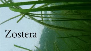 Zostera Documentary [upl. by Iinde]