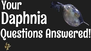 Daphnia Questions Answered [upl. by Hartnett]