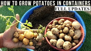 How To Grow Potatoes At Home With Full Updates [upl. by Boy]