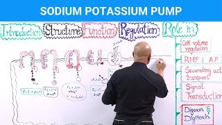 Sodium Potassium Pump  Na⁺  K⁺  ATPase [upl. by Adnoloy]