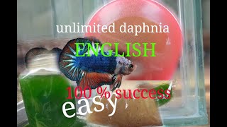 daphnia moina culture Easy way Unlimited production English  with sub Green water Chlorella [upl. by Anali]