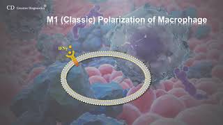 macrophage phenotype [upl. by Ardnoid]