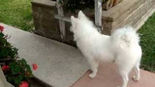 American eskimo barking [upl. by Balas]