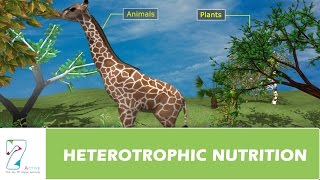 HETEROTROPHIC NUTRITION [upl. by Norat]