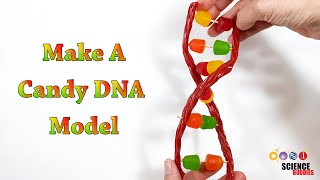 Make A Candy DNA Model  STEM Activity [upl. by Aaron]