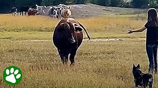 Giant Bull Reunited With The Girl Who Raised Him [upl. by Kinny]