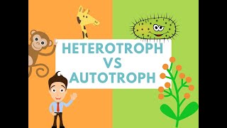 Difference Between Heterotrophs and Autotrophs Difference it [upl. by Babbie614]