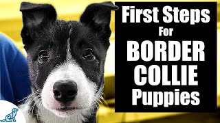 Border Collie Puppy Training  10 Skills To TEACH FIRST [upl. by Darsey933]