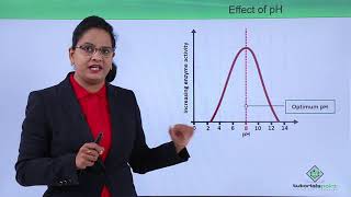 Class10th – Factors Affecting Enzyme Activity  Enzymes  Tutorials Point [upl. by Chrisy944]