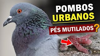 POMBODOMÉSTICO VILÃO ou VÍTIMA De onde vieram Por que os pés mutilados Transmitem doenças [upl. by Halimeda466]