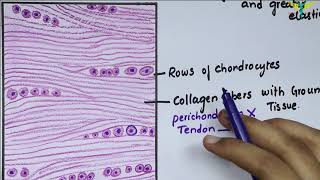 Histology Of Fibrocartilage [upl. by Anaj580]