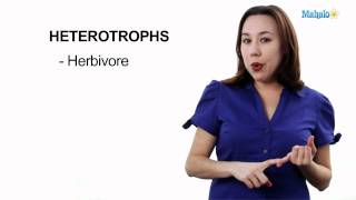 Learn Biology Autotrophs vs Heterotrophs [upl. by Lief]