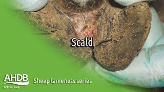 Scald  Sheep Lameness series [upl. by Kincaid21]