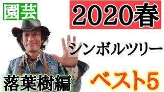 【最新版シンボルツリー！】園芸専門店店長が教えます 「シンボルツリーはどれがいいですか？」にお答えします！２０２０年春絶対チェックすべきベスト５！（落葉樹編） [upl. by Acinomahs698]