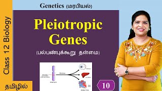 Pleiotropic genes Pleiotropy  Genetics Class 12 in Tamil [upl. by Aronoh550]