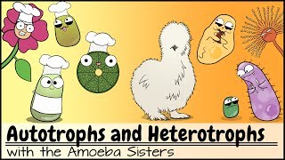 Autotrophs and Heterotrophs [upl. by Caraviello]