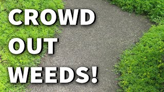 TEN Ground Covers for Weed Control 2019 May Urban GardenEdible Landscape Tour Albopepper Walkthru [upl. by Itteb]