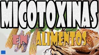 Micotoxinas en alimentos [upl. by Kitarp455]