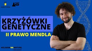 KRZYŻÓWKI GENETYCZNE  II PRAWO MENDLA  Matura z biologii 2023  studia 👩‍⚕🧑‍⚕ [upl. by Palmore314]