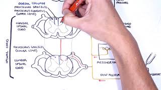 Sensory Tracts  Dorsal Column Medial lemniscus Pathway [upl. by Nahaj243]