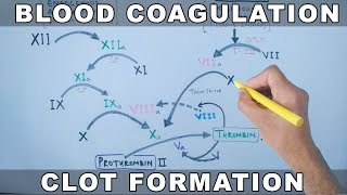 Coagulation Cascade  Intrinsic and Extrinsic Pathway [upl. by Nahtan344]