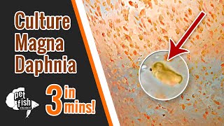 How to culture DAPHNIA MAGNA  The easy way [upl. by Calbert]