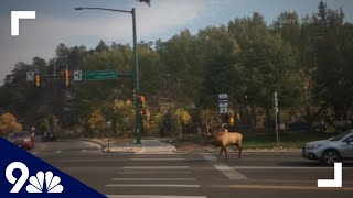 WATCH Massive bull elk chases rival through downtown Estes Park during rut [upl. by Hpsoj920]