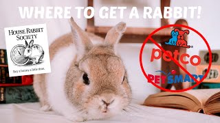 WHERE TO GET A RABBIT  Pet store or Rescue [upl. by Evelyn741]