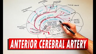 MNEMONIC Brains Blood Supply MEMORIZE in 3 Minutes [upl. by Enneiluj]