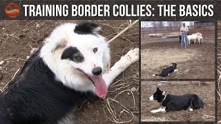 Training Border Collies The Basics [upl. by Hassi]