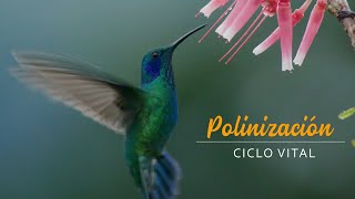 Polinización Ciclo Vital [upl. by Ulrick849]