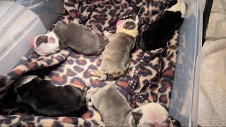 What To Expect The First 48hrs For Newborn Puppies [upl. by Nessie]