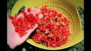 All About Growing Currants Harvest amp Growing Tips [upl. by Alliuqat]