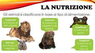 Il regno degli animali  Scuola Primaria [upl. by Roque916]