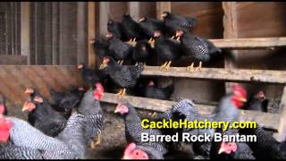 Barred Rock Bantam Chicken Breed Breeder Flock  Cackle Hatchery [upl. by Timoteo]