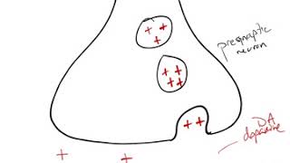 Antipsychotic Drug Mechanism [upl. by Nageam]